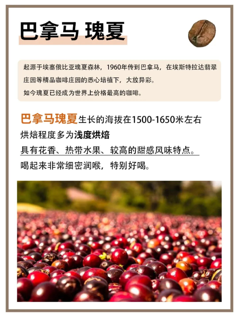 世界上很好喝的8种咖啡豆